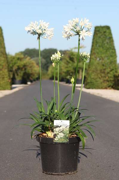 Picture of Agapanthus willy's white