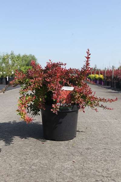 Picture of BERBERIS THUNBERGII CORAL 