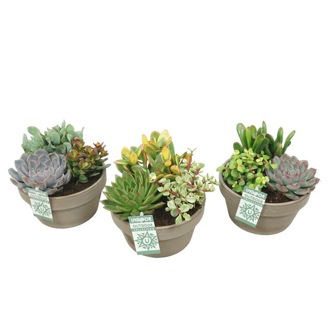 Picture of SUCCULENT ARRANGEMENT IN GRAY CLAY BOWL