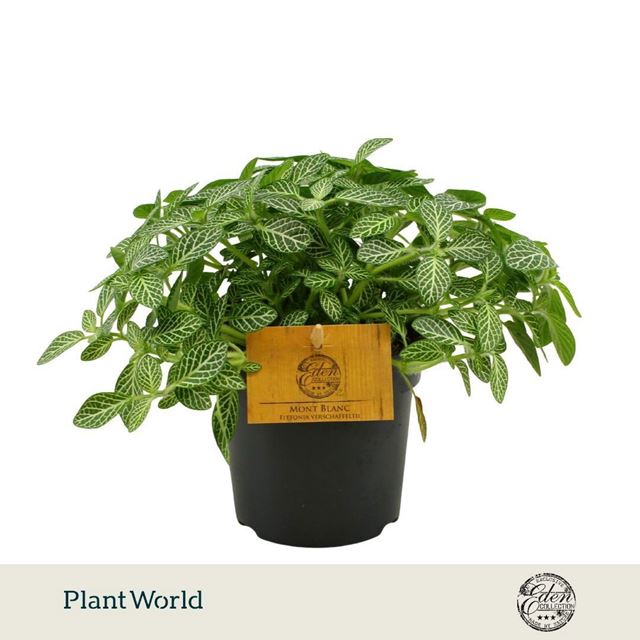 Picture of Fittonia verschaffeltii