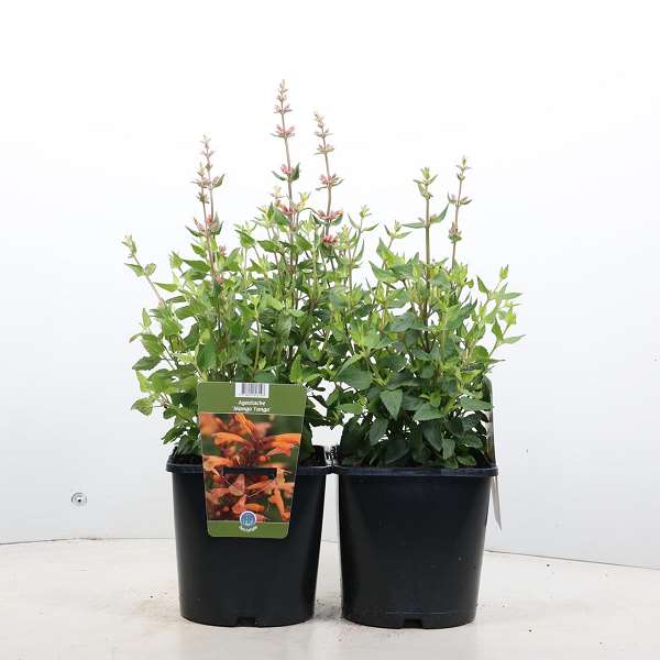 Picture of AGASTACHE MANGO TANGO