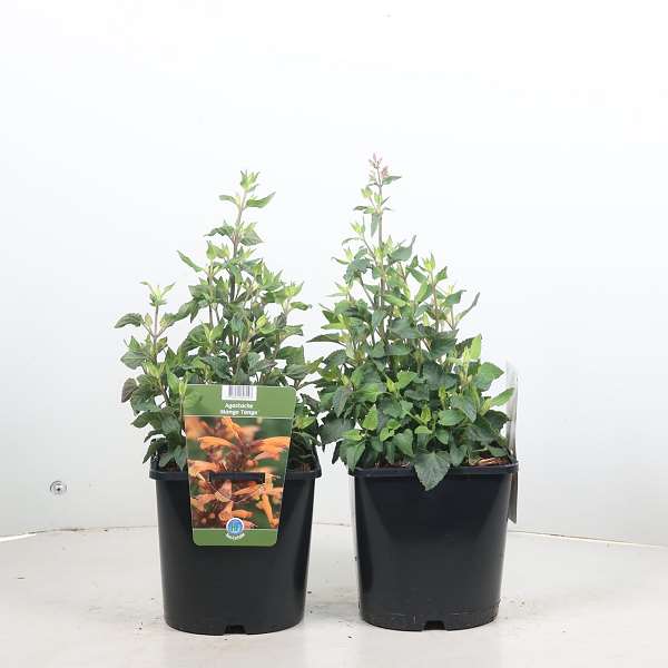 Picture of Agastache mango tango