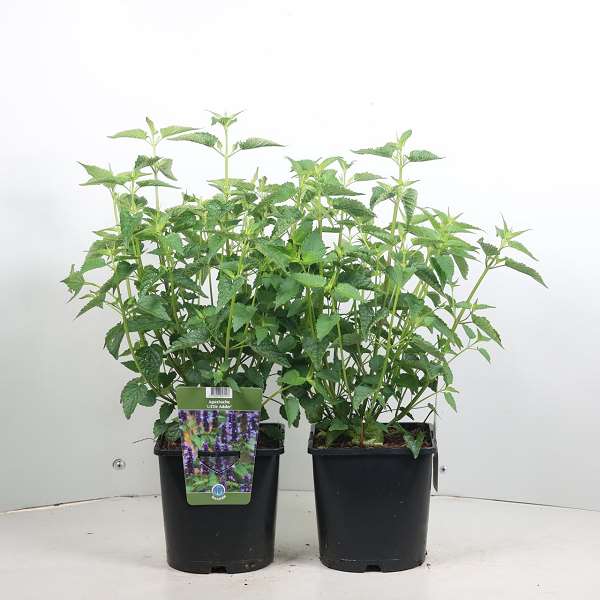 Picture of Agastache rugosa little adder