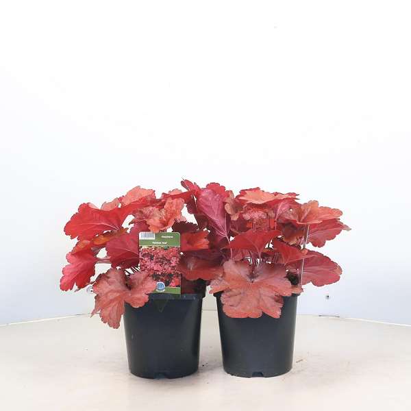 Picture of Heuchera forever red