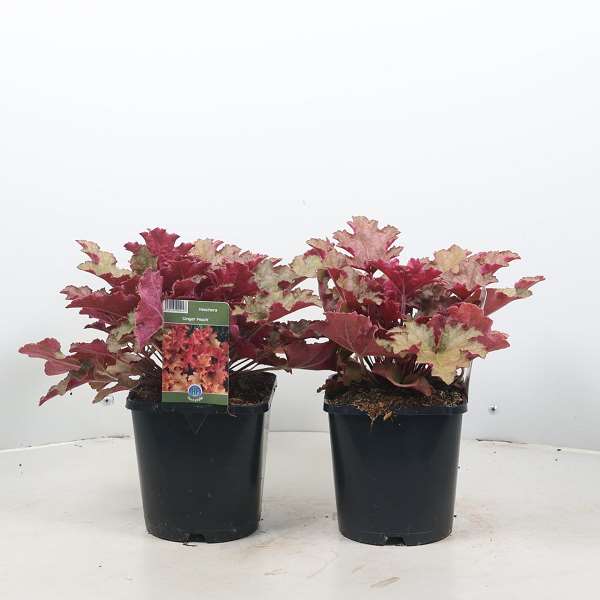 Picture of HEUCHERA GINGER PEACH