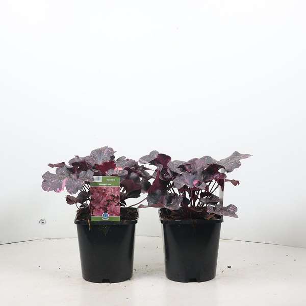 Picture of Heuchera midnight rose