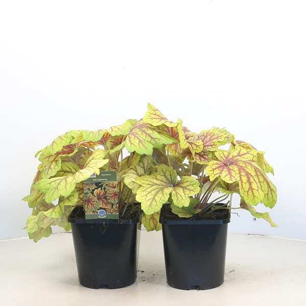 Picture of Heuchera red lightning