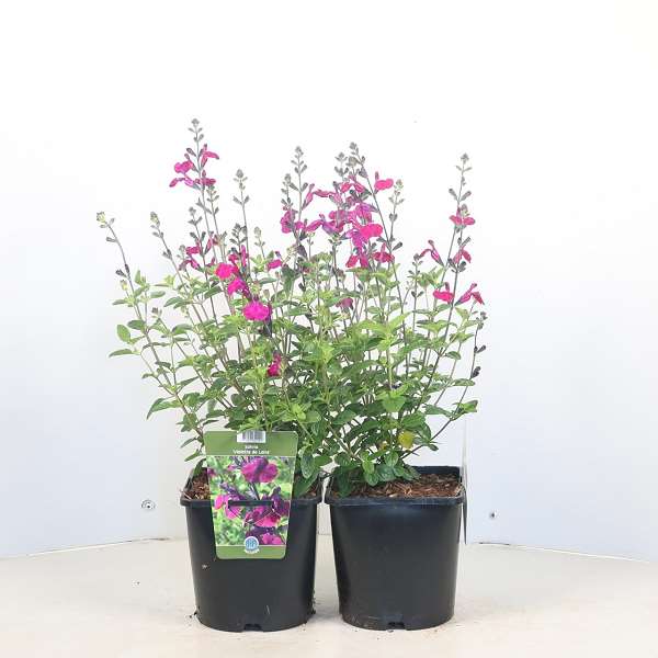 Picture of Salvia x jamensis violette de loire