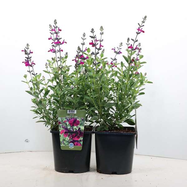 Picture of SALVIA X JAMENSIS VIOLETTE DE LOIRE