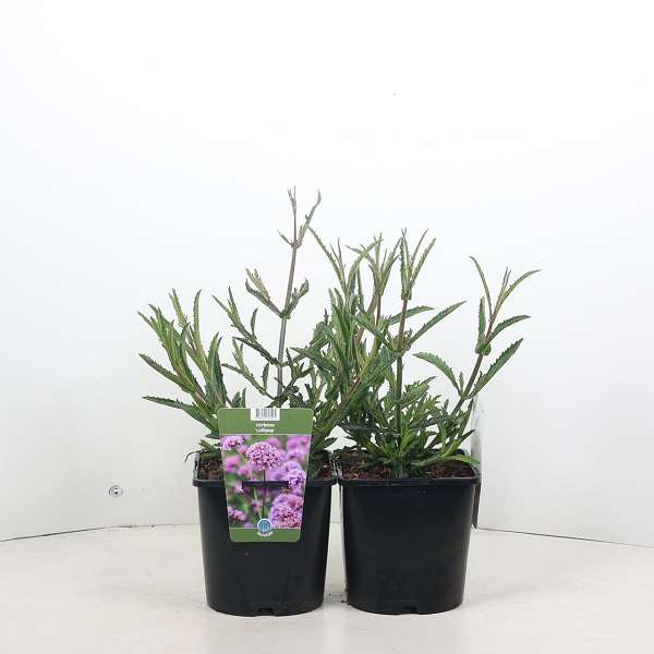 Picture of Verbena bonariensis lollipop