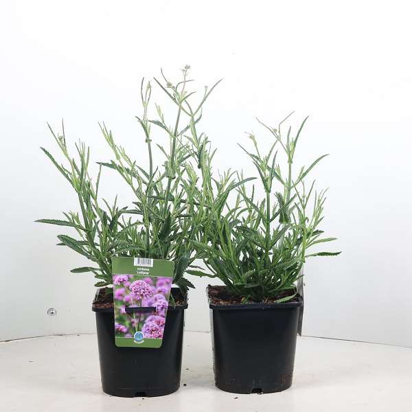 Picture of Verbena bonariensis lollipop