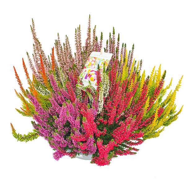 Picture of Calluna beauty ladies mosaica bowl