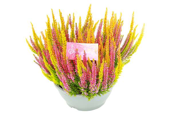 Picture of Calluna beauty ladies symphony bowl