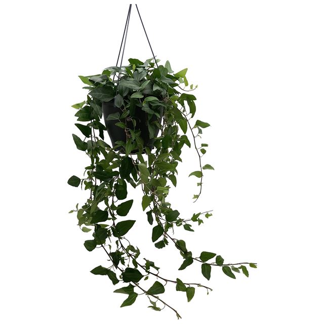Picture of Hedera helix green in hanging basket