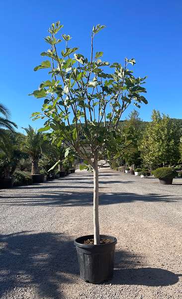 Picture of FICUS CARICA TIGE 14/16 C45L