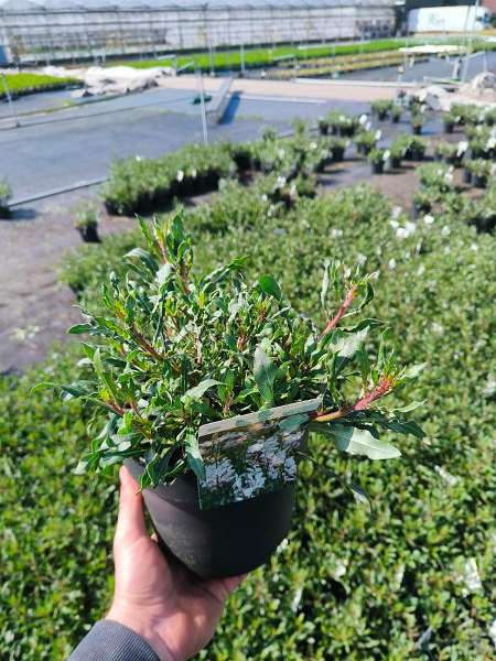 Picture of Gaura geyser white