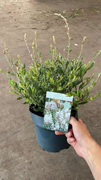 Picture of Gaura lindheimeri white