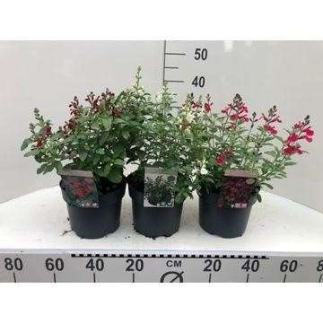 Picture of SALVIA GREGGII 