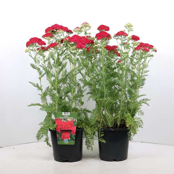 Picture of ACHILLEA MILLEFOLIUM TUTTI FRUTTI