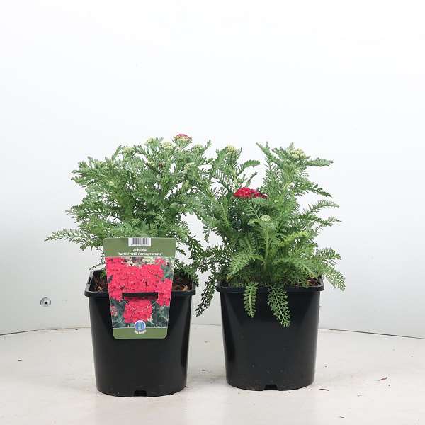 Picture of Achillea millefolium tutti frutti