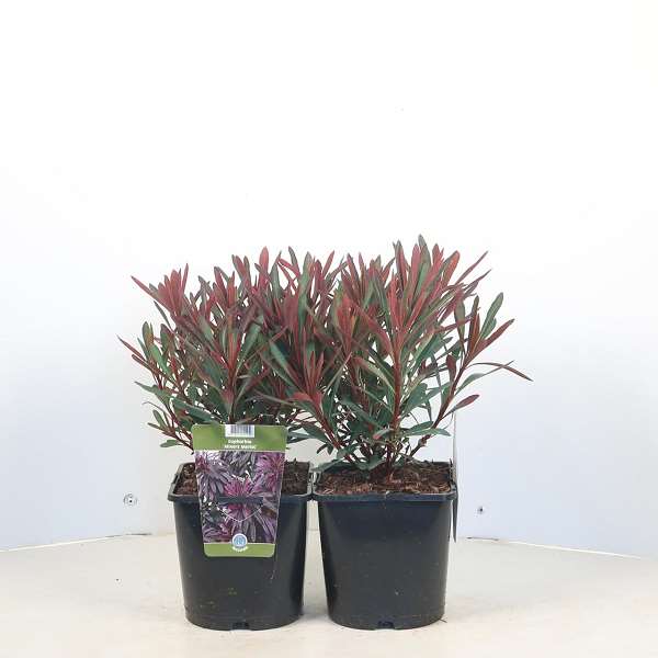Picture of Euphorbia miners merlot