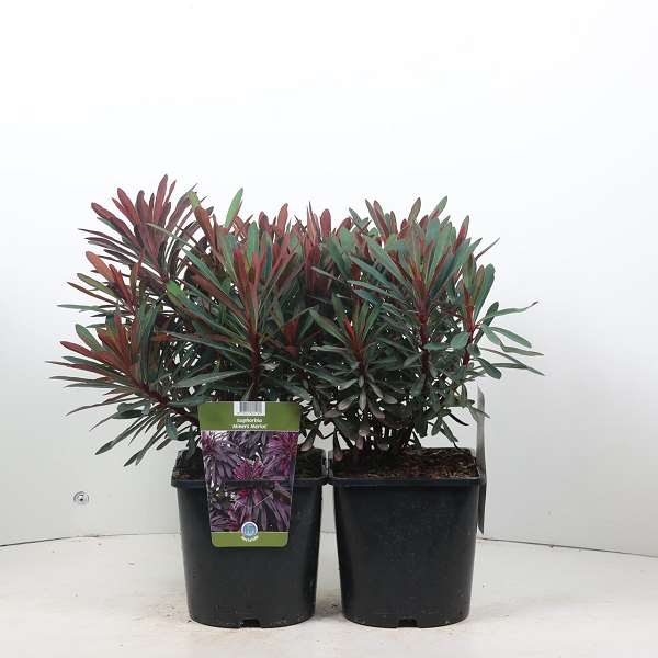 Picture of EUPHORBIA MINERS MERLOT