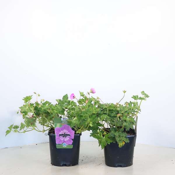 Picture of Geranium kelly-anne