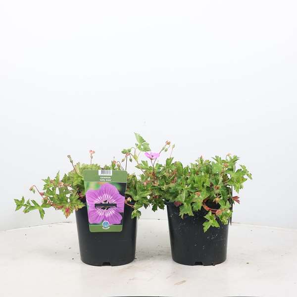 Picture of GERANIUM KELLY-ANNE