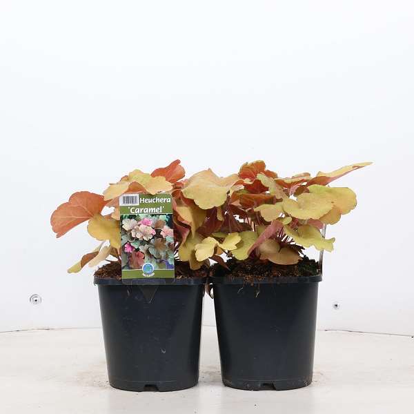 Picture of HEUCHERA CARAMEL