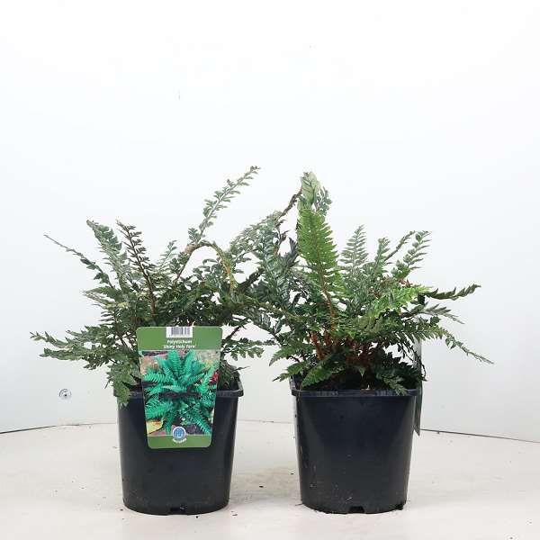 Picture of POLYSTICHUM SHINY HOLLY FERN