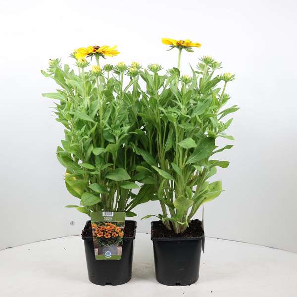 Picture of RUDBECKIA HIRTA SUNBECKIA CAROLINA