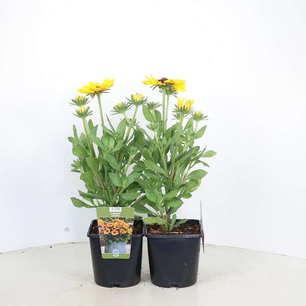 Picture of Rudbeckia hirta sunbeckia carolina