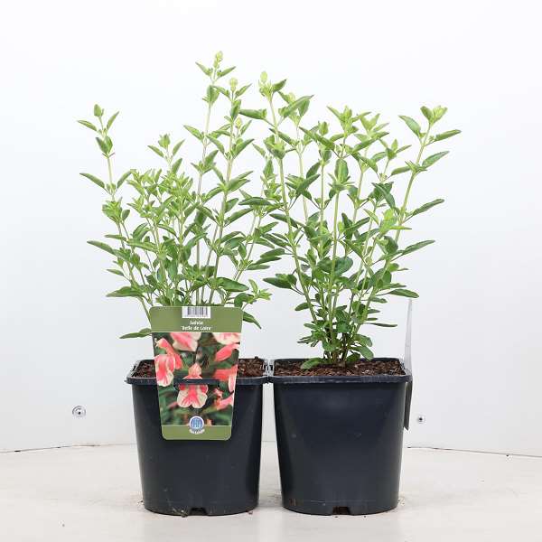 Picture of SALVIA X JAMENSIS BELLE DE LOIRE