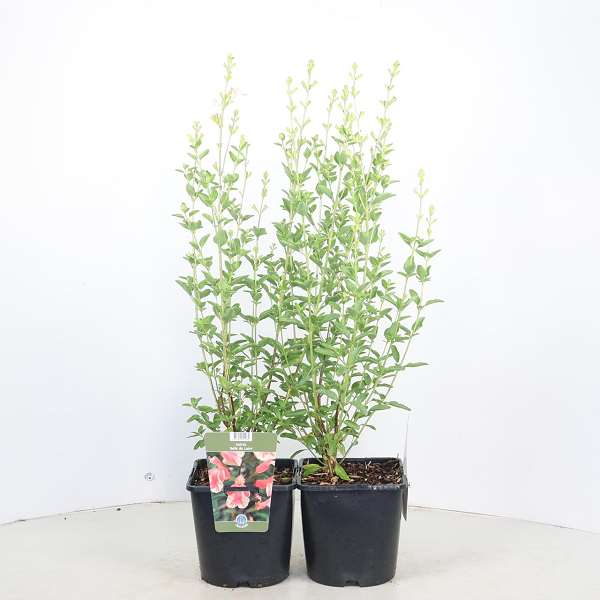 Picture of Salvia x jamensis belle de loire