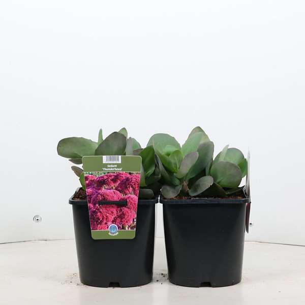 Picture of SEDUM THUNDERHEAD