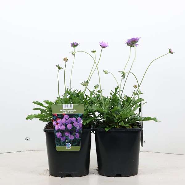 Picture of SCABIOSA COLUMBARIA BUTTERFLY BLUE