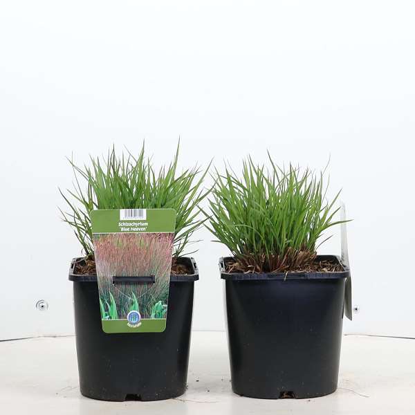 Picture of SCHIZACHYRIUM SCOPARIUM BLUE HEAVEN