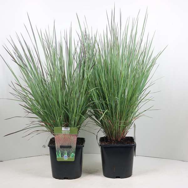 Picture of SCHIZACHYRIUM SCOPARIUM BLUE HEAVEN