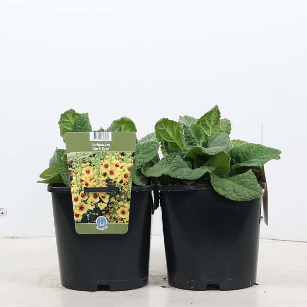 Picture of VERBASCUM DARK EYES