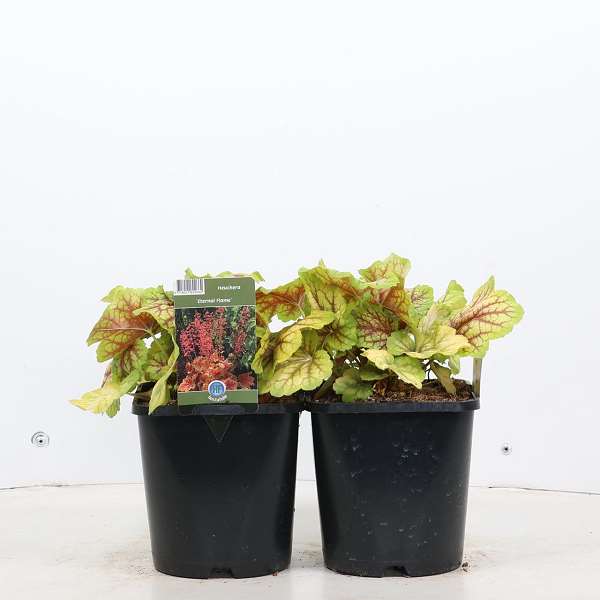 Picture of HEUCHERA ETERNAL FLAME