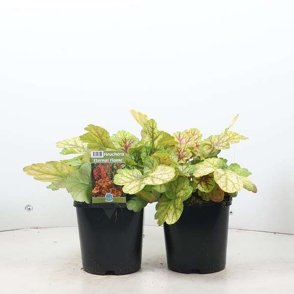 Picture of HEUCHERA ETERNAL FLAME