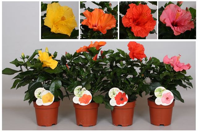 Picture of Hibiscus rosa-sinensis sunny cities mix