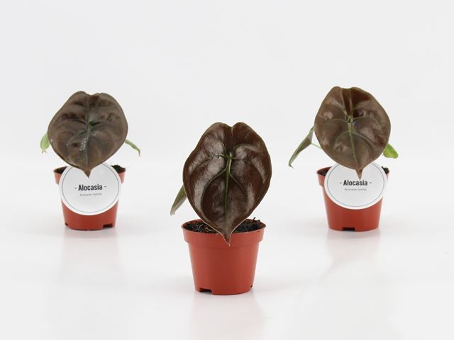 Picture of Alocasia red secret