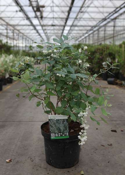 Picture of ZENOBIA PULVERULENTA 'BLUE SKY'