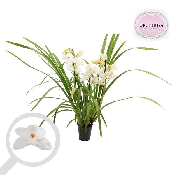 Picture of CYMBIDIUM 03/04-STEM WHITE