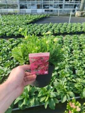 Picture of Achillea millefolium