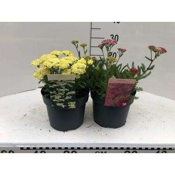 Picture of ACHILLEA MILLEFOLIUM