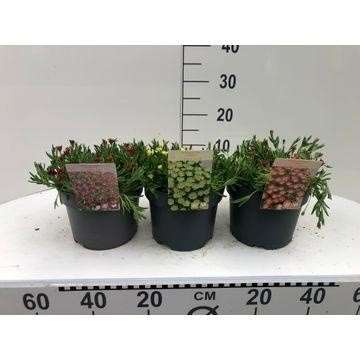 Picture of DELOSPERMA COOPERI 