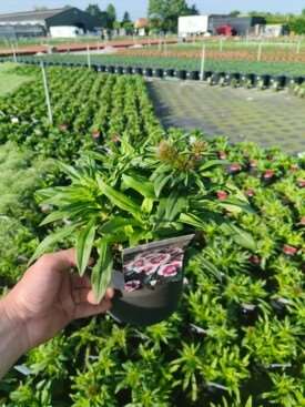 Picture of Dianthus barbatus