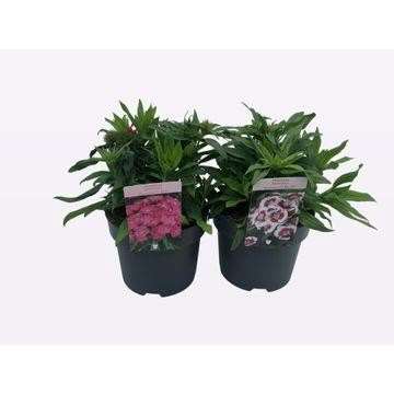 Picture of DIANTHUS BARBATUS